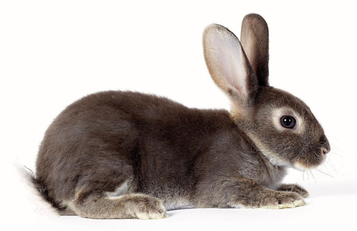 英种小型兔怎么选？看看这篇文章怎么说