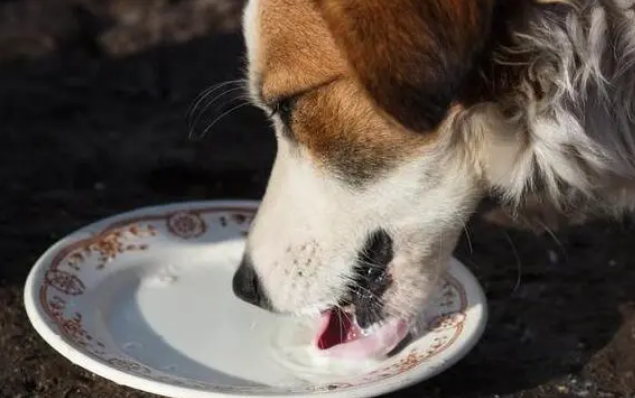 狗狗吃“益生菌”的好处，每周喂几次，狗狗少生病！