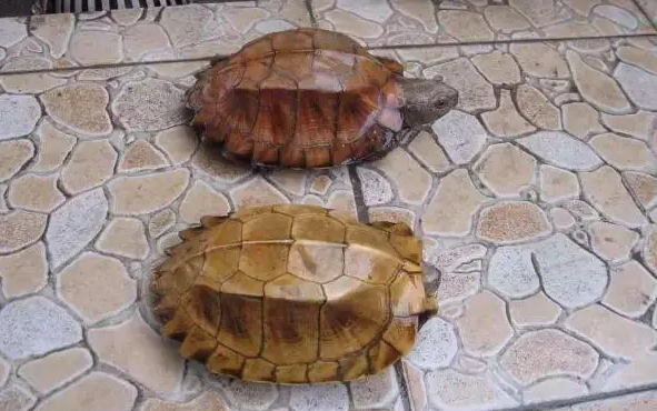 八角龟能和其它龟一起养可以吗？有必要了解