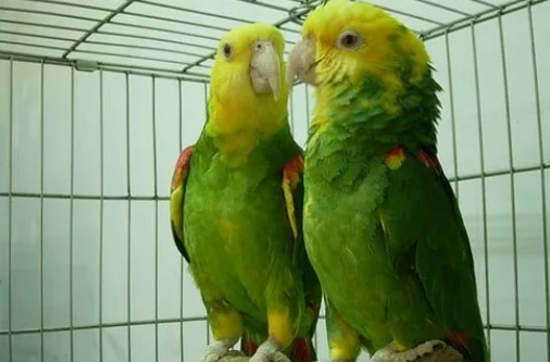 双黄头亚马逊鹦鹉说话能力有多强？