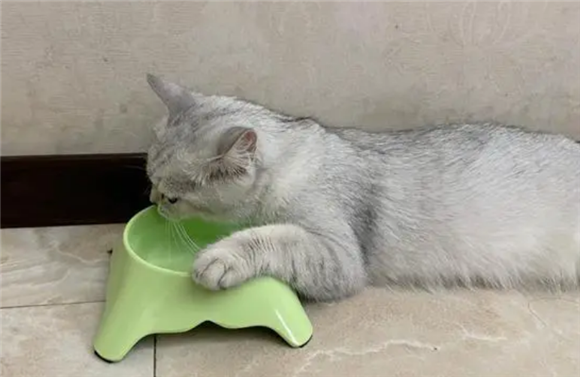 猫咪的饮水癖好，看看你知多少