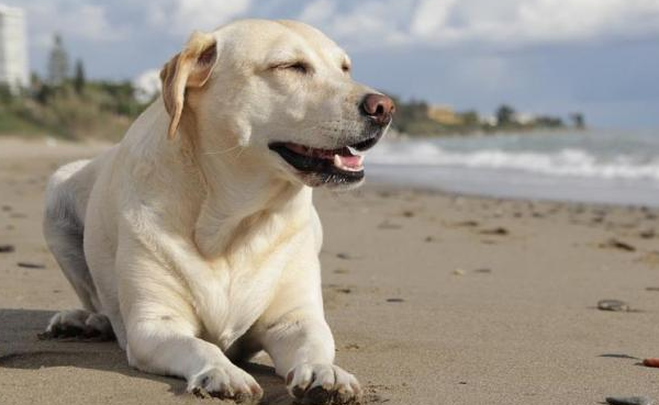 拉布拉多犬多少钱一只？这里可以了解～