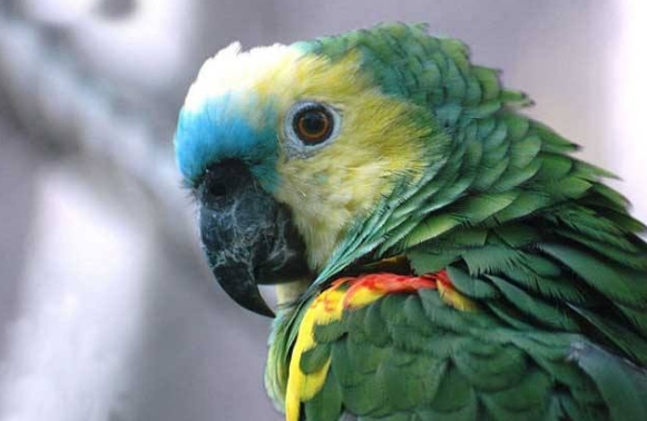 青绿顶亚马逊鹦鹉寿命多长？看完就知道了