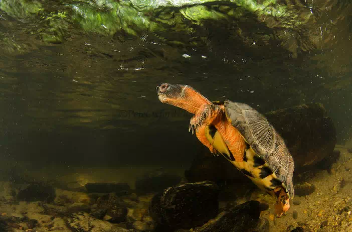 濒危物种木雕水龟的科普来啦~千万不能错过！
