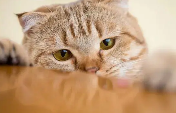 新手铲屎官一脸懵：猫咪营养膏到底是不是智商税？
