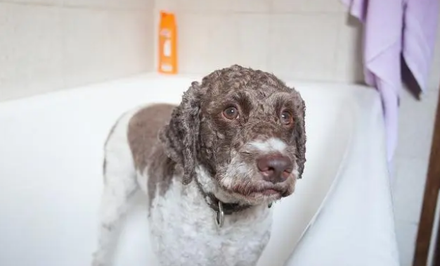 如何让狗狗喜欢上洗澡？教大家几招，赶快学起来吧！