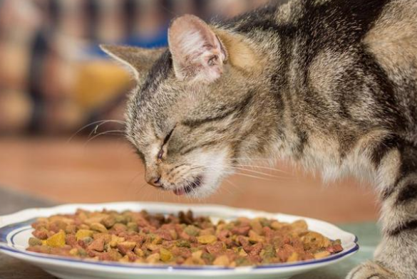 馋不腻猫粮满足猫咪的营养需求