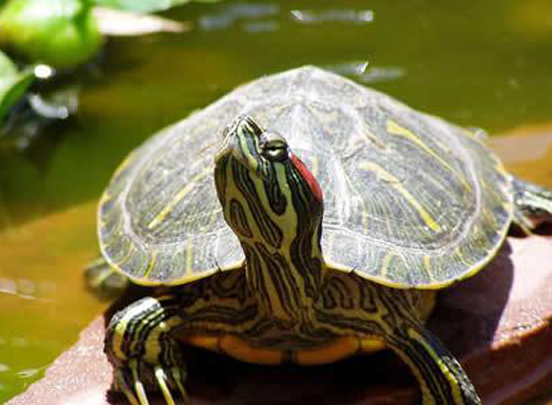 牙买加彩龟多少钱一只？看完你就清楚了