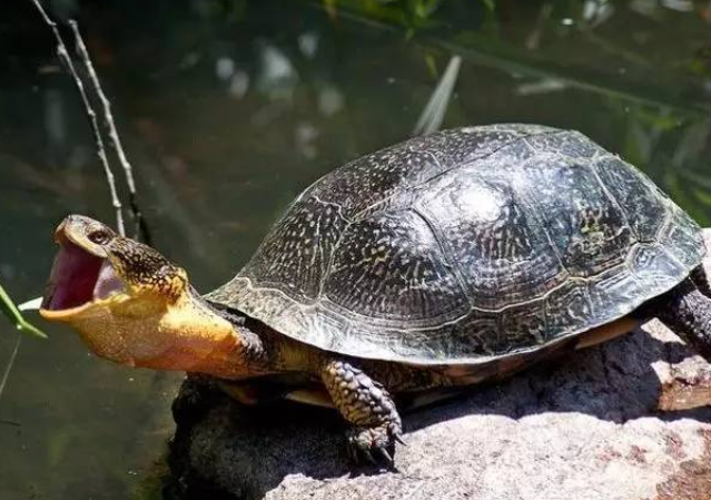 濒危的布氏拟龟，你了解多少？