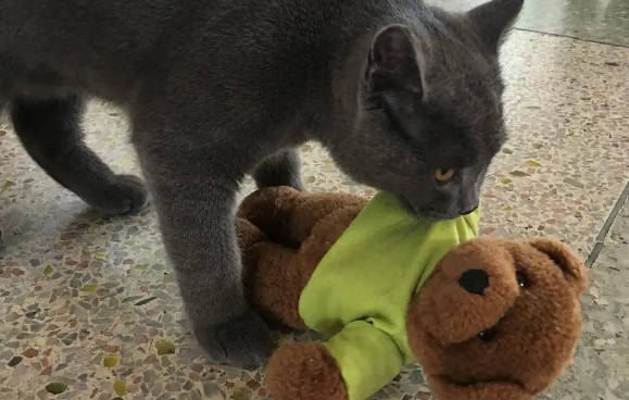 猫咪咬着玩具一直叫唤怎么办？最后一种情况需注意
