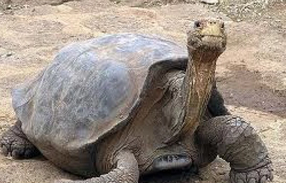 灭绝的平塔岛加拉帕戈斯象龟，你们了解吗？