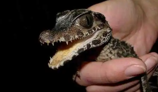 体型最小的鳄鱼——盾吻古鳄