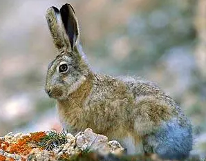 灰尾兔的寿命多长，来了解一下吧