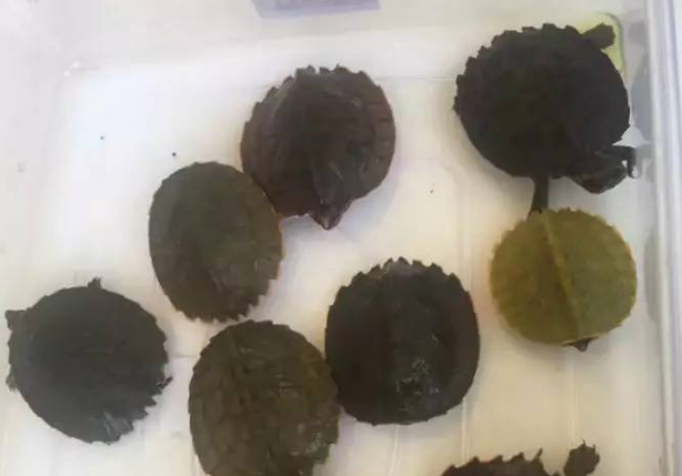 奇特而又可爱的马来果龟，你知道怎么挑选吗？