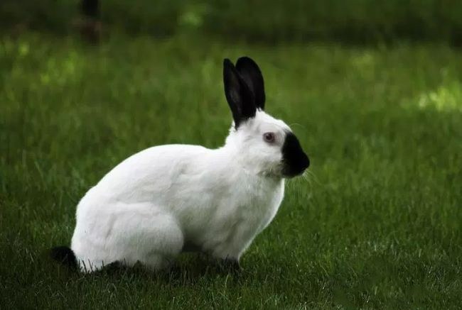 会“变色”的喜马拉雅兔，你确定不挑一只？