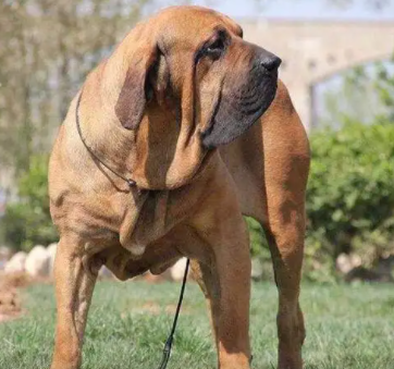 “四大烈性犬”之一的巴西非勒犬，到底有多凶猛？