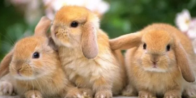 兔子吃什么兔粮 兔子的兔粮怎么选