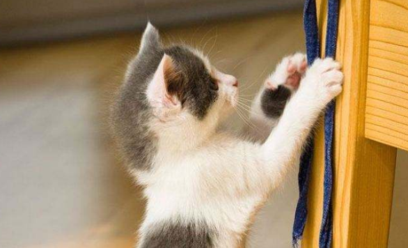 猫咪太活泼了怎么调教？学会这三招