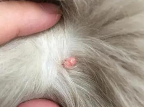 猫身上有凸起的小肉粒，它是怎么了？