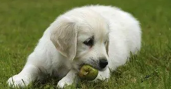 狗可以吃桃子吗？回答是“yes”！