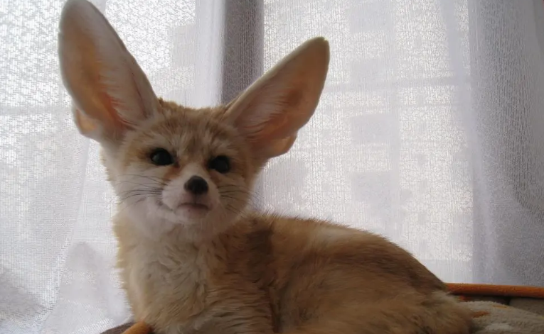 辨识度高的耳廓狐，大家了解多少？