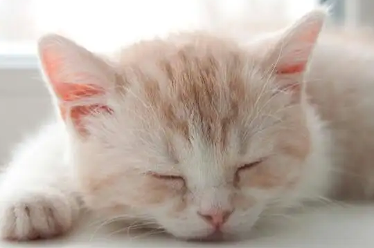 养猫需知：猫咪反复感冒该如何预防？