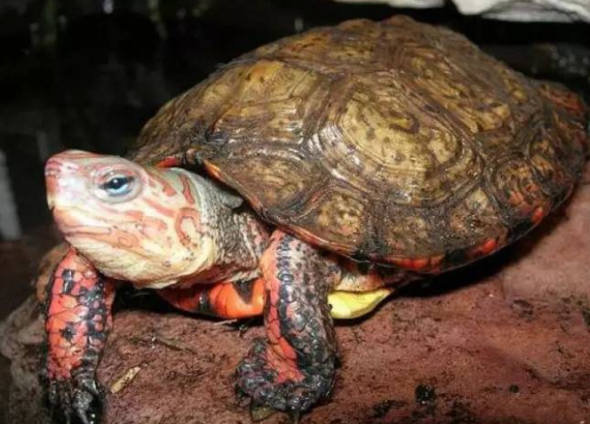 外表靓丽的洪都拉斯木纹龟，你们了解吗？