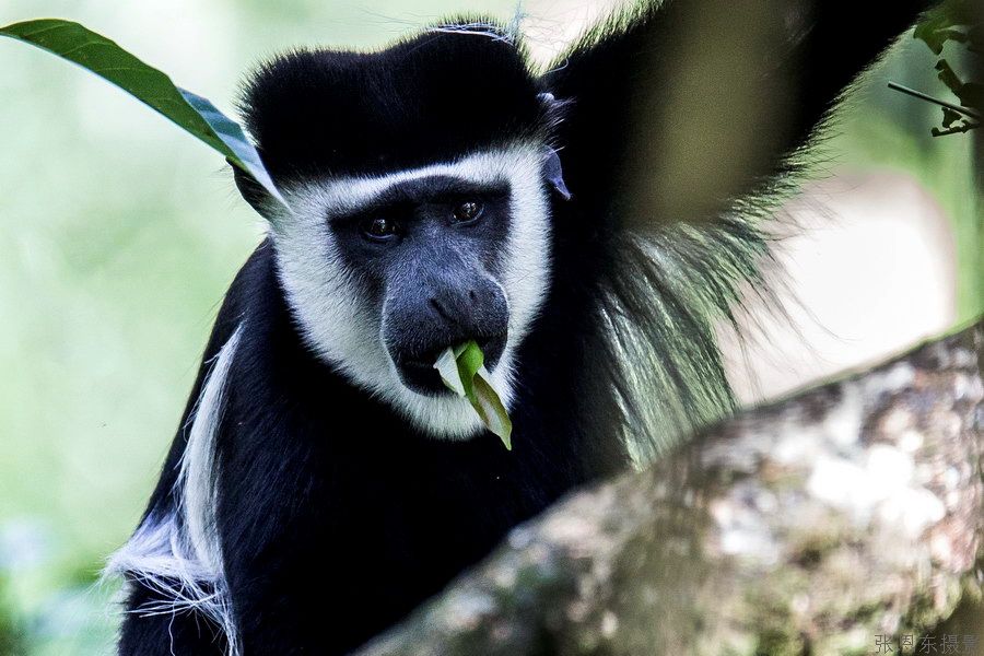 一起来了解下有着漂亮毛皮的东非黑白疣猴吧！