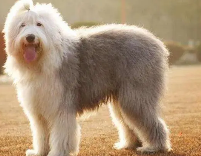毛很长的狗是什么品种？快来了解一下