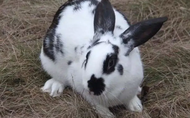 宠物揭秘：巨型格仔兔可以长多大？