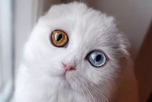 猫的瞳孔一天三变分别是什么？来了解下吧