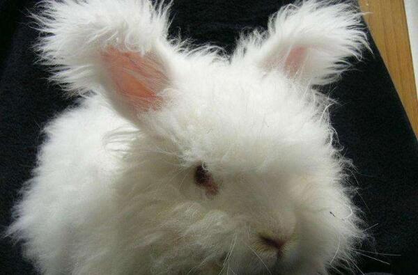 常见的长毛兔的品种有哪些，看看你喜欢吗？