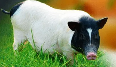 巴马香猪喜欢吃什么牧草，此文有答案