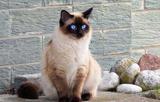 布偶猫和暹罗猫区别 它俩真的长得像吗？