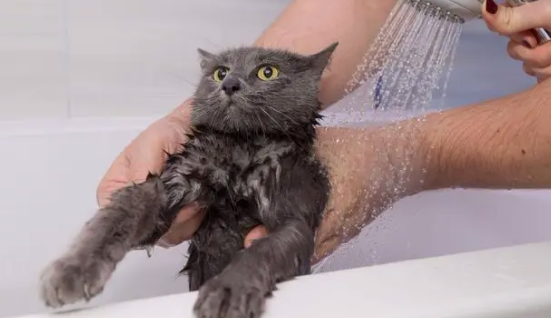 如何给猫咪洗澡？