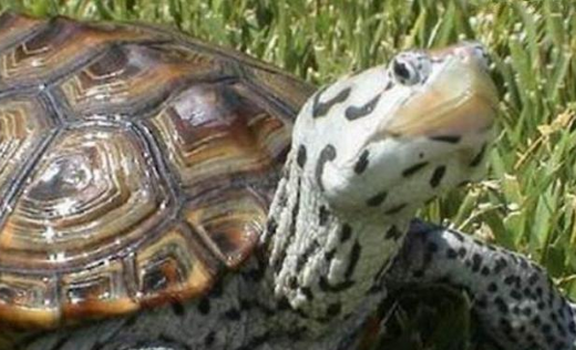 一篇关于佛罗里达东部钻纹龟的科普，你一定不要错过~