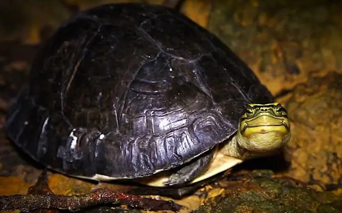 马来闭壳龟是保护动物吗？认识一下