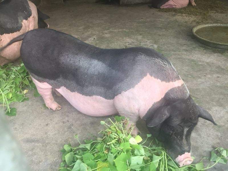 中国最具观赏的地方品种猪——小花猪 