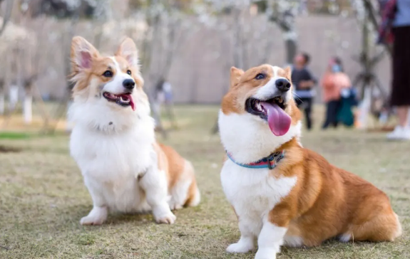 柯基犬容易跟别人跑吗？新手铲屎官可以看看~