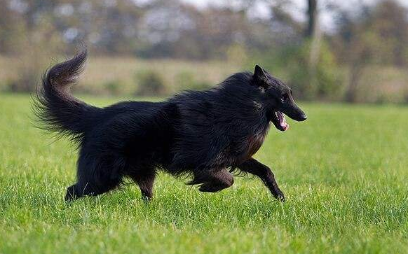 比利时牧羊犬如何选购？这5点需要掌握