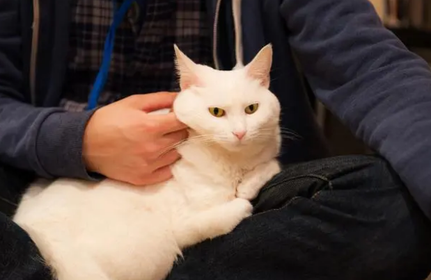 猫耳螨用驱虫药可以吗