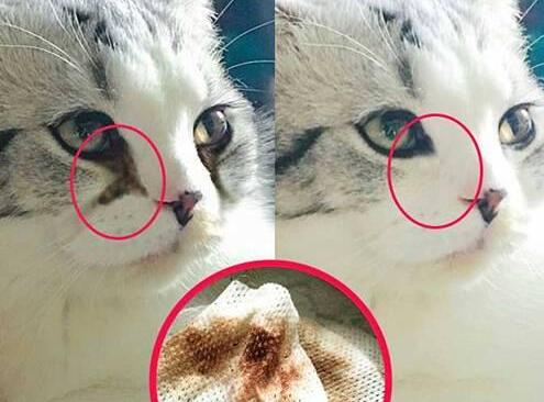 猫的眼睛流褐色分泌物，有没有办法治疗？