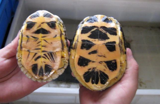 养龟科普：金头闭壳龟可以深水养吗？