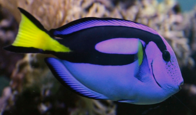 奉上蓝吊的挑选技巧，水族老板从不外传的秘密