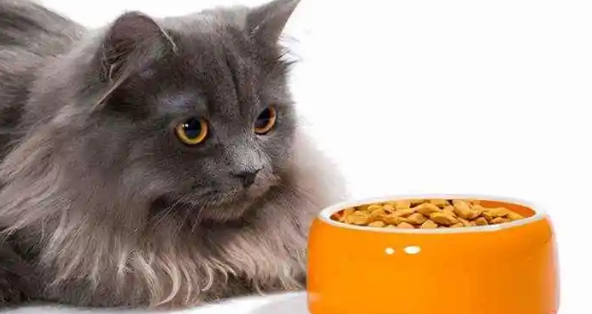新换的猫粮猫不吃怎么办？小编教你轻松解决~