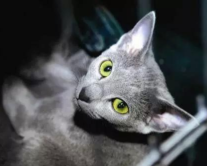 今日话题：12个星座最适合养的猫是什么？