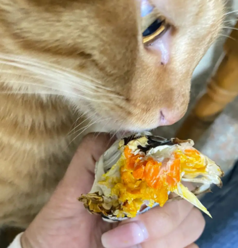 猫可以吃蒸熟的大闸蟹吗？想知道就来看！