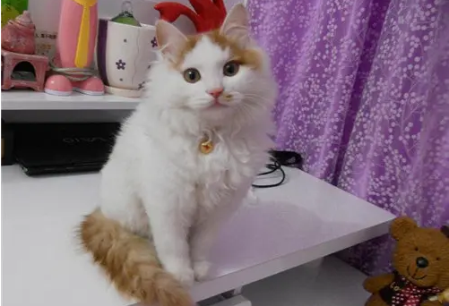 调教犯错的土耳其梵猫,大家要了解这4个方法！
