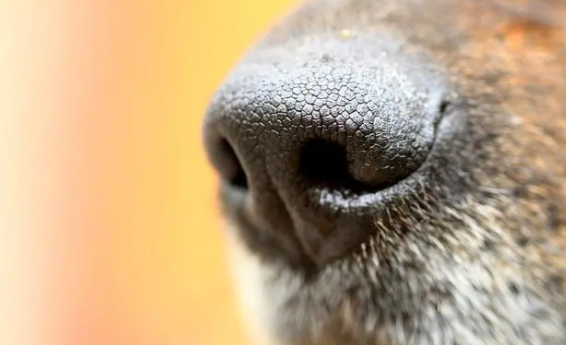 狗一侧鼻孔流血怎么处理才更好？