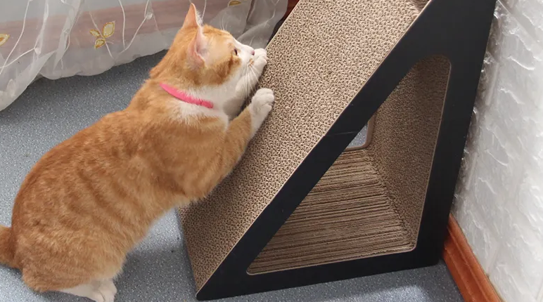 如何训练猫用猫抓板？几个小技巧get一下